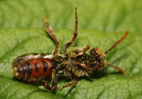 Réf. 341 730 : Nomada rubiginosa